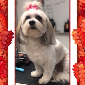 Meet your Posher, Carla